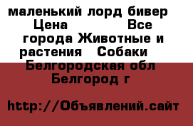 маленький лорд бивер › Цена ­ 10 000 - Все города Животные и растения » Собаки   . Белгородская обл.,Белгород г.